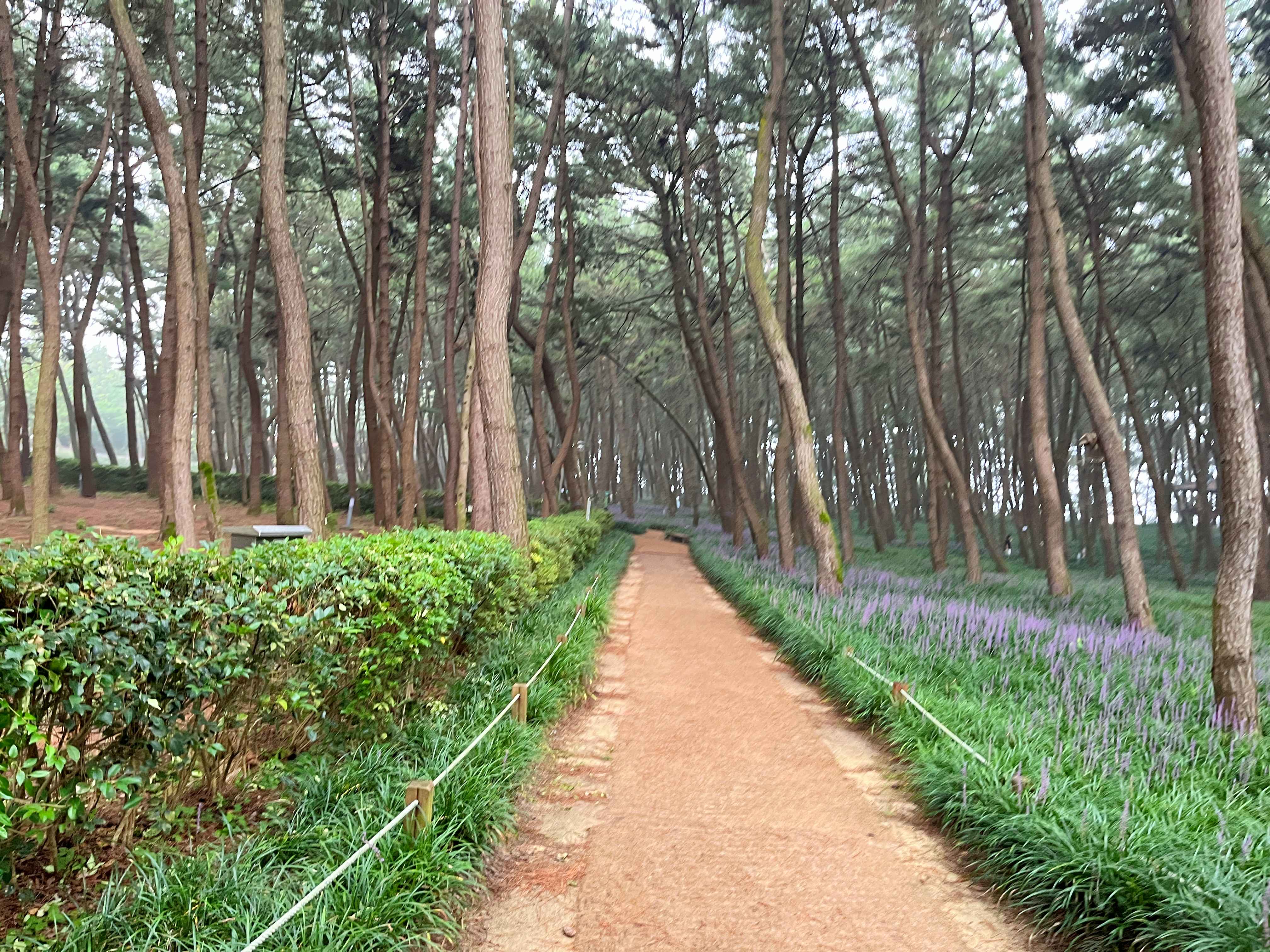 장항 맥문동꽃 축제
