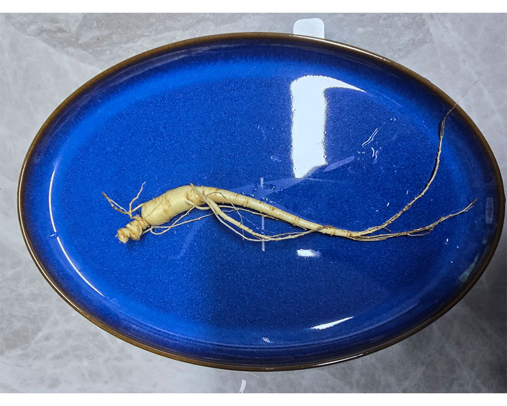 깨끗이 씻은 산양삼 한뿌리