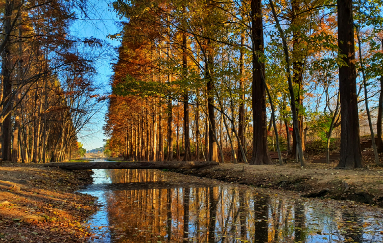 경북천년숲정원
