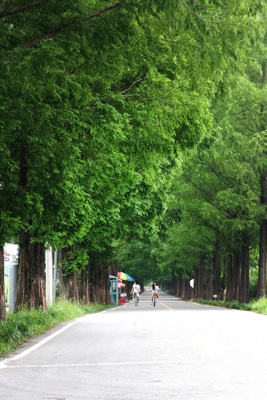 🍁 지금이 절정! 10월 화담숲 단풍시기·포토존·사진명소