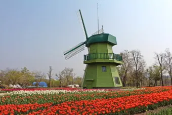 순천만 국가정원 여행 코스 전동카트 갈대밭 사진 포인트_16