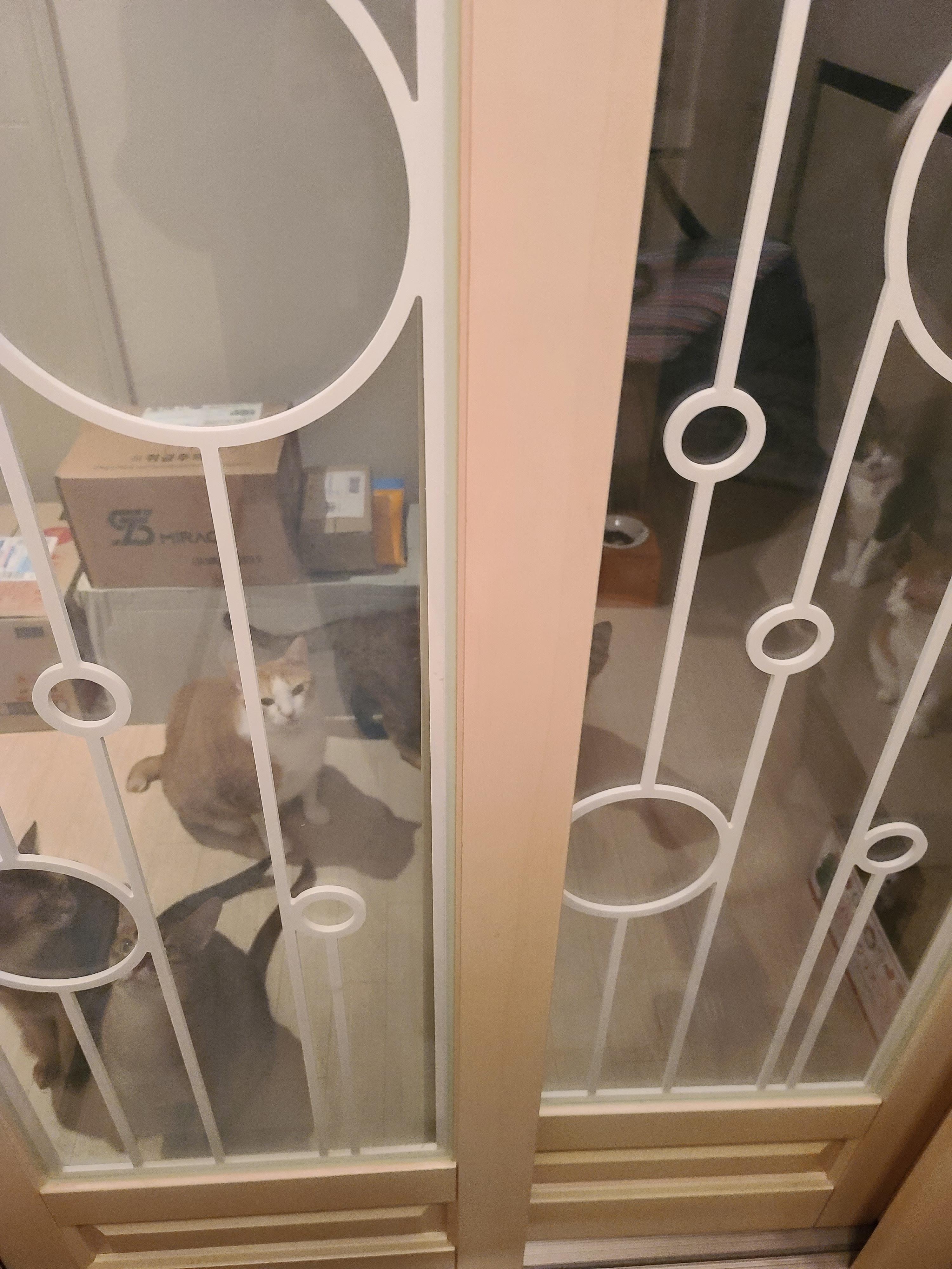 니들 웬일이야? 이맛에 피로풀리지 ㅋ 마중냥이들.