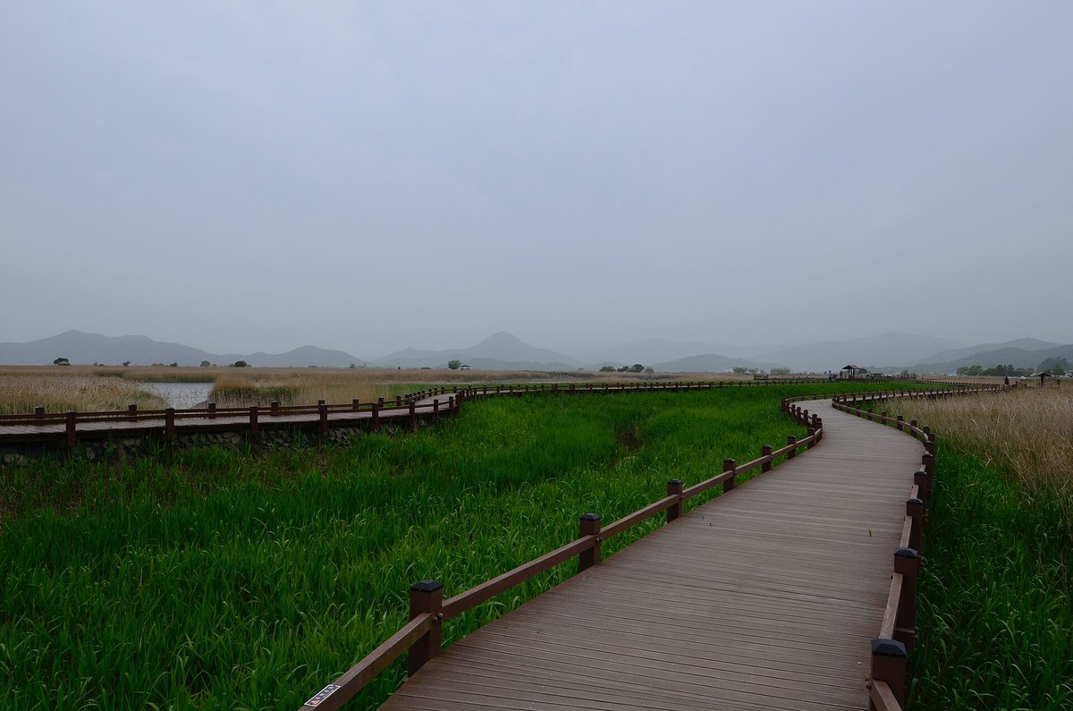 A wooden boardwalk curving through green marsh grass with hazy hills in the distance at Suncheon Bay Ecological Park