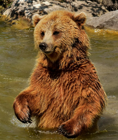 곰꿈 상황별 해몽