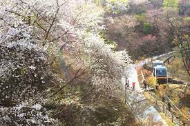 봄 나들이 벚꽃