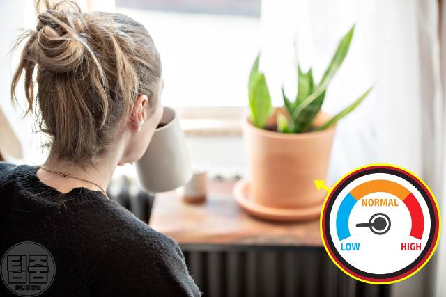 공기정화식물 키우기 효과 종류 추천 혈압