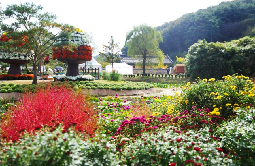 태안 국화축제 기간