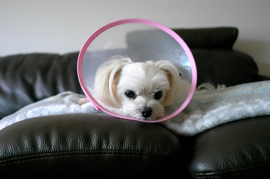 반려묘 건강관리법 사진