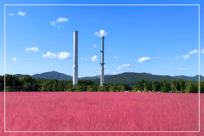 양주 나리공원 핑크뮬리 이미지