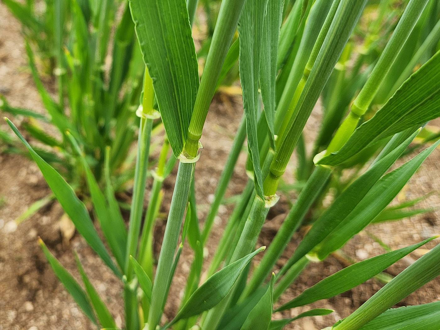보리 Barley