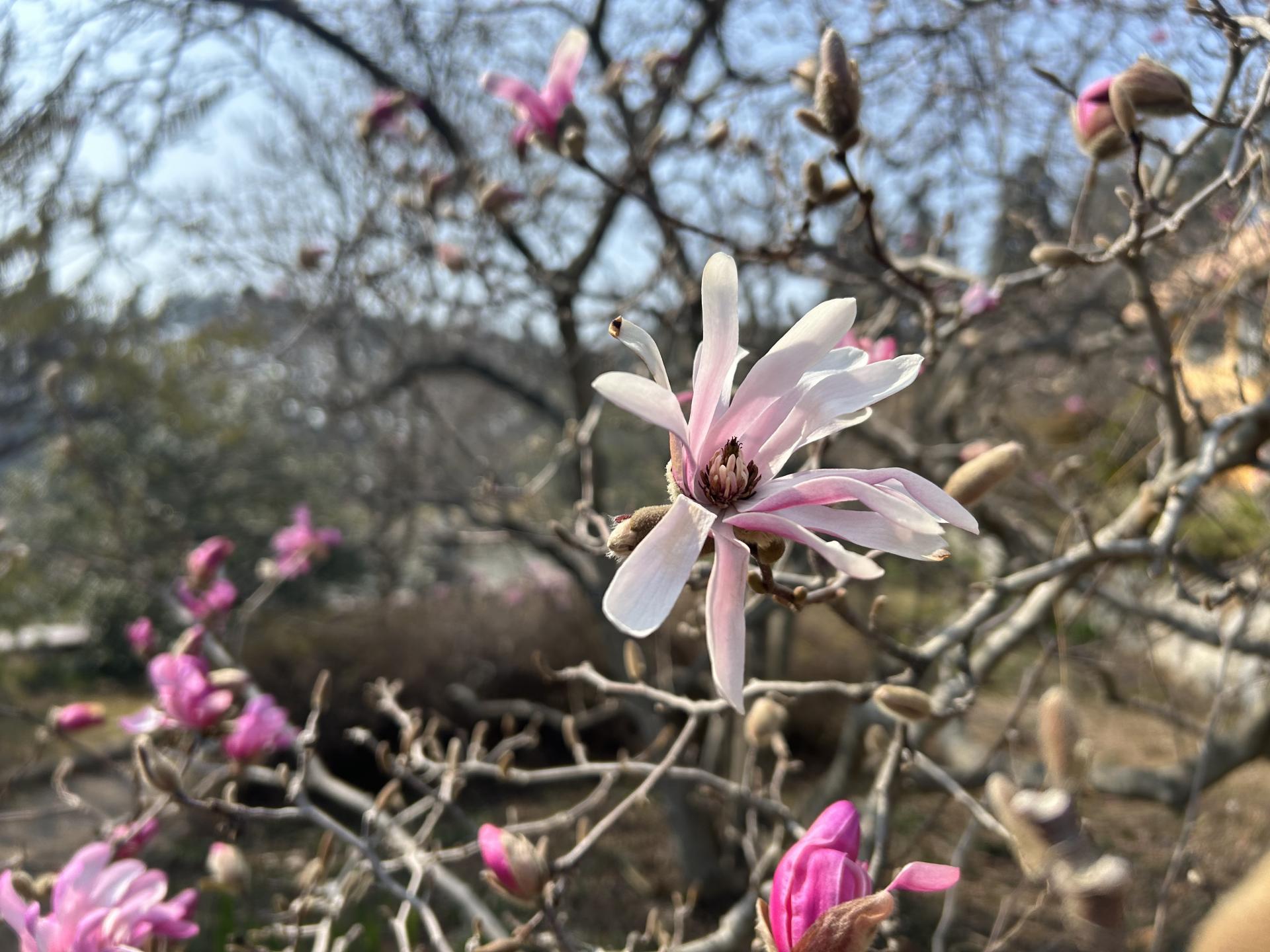 태안 천리포 수목원 목련축제 2025 주차 맛집 꿀팁 총정리
