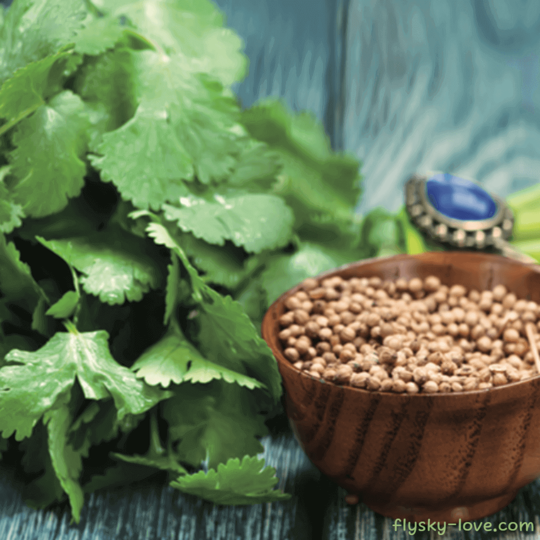 코리앤더 씨 (Coriander Seed) 효능