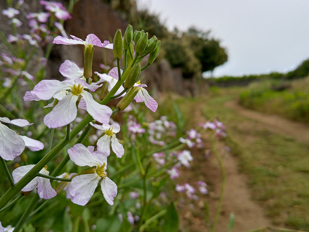 올레길 21코스: 하도리 제주해녀박물관에서 종달바당까지