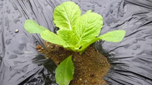 김장배추-가을배추-모종심기-모종심는방법-아주심기-정식방법