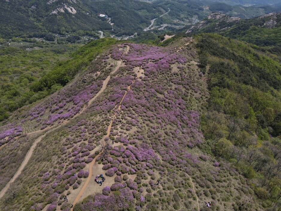 황매산 철쭉제