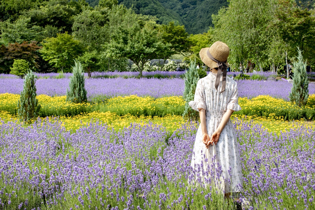 보랏빛 아벤더 향기