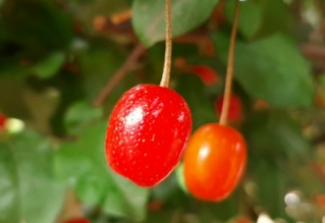 보리수 열매 효능