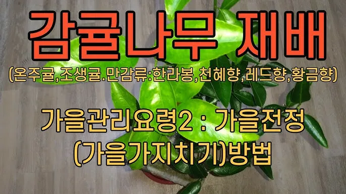 황금향 재배 개화기 관리 수분 수정 과실 비대_3