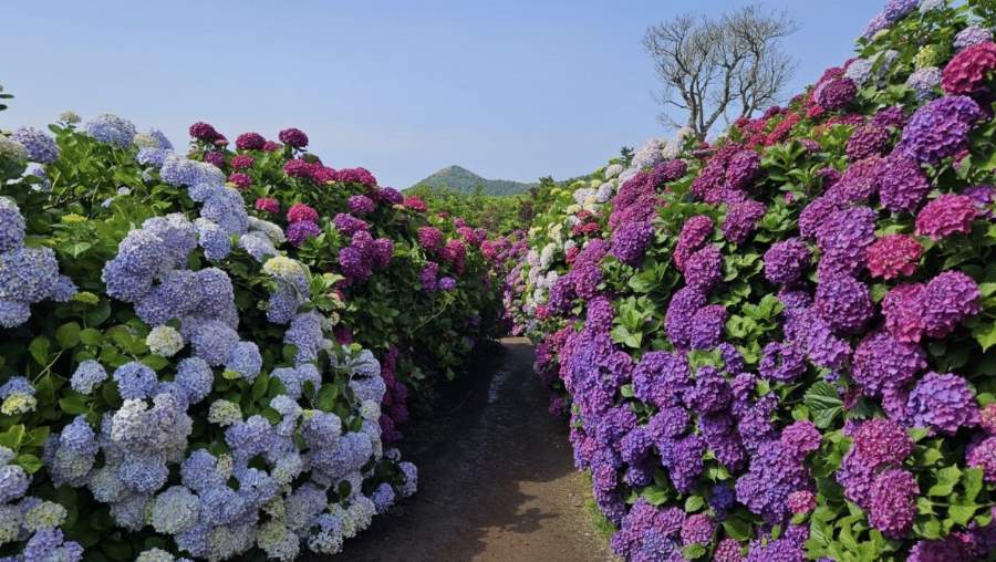 마노르블랑-수국
