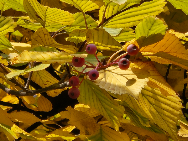 팥배나무 빨간열매