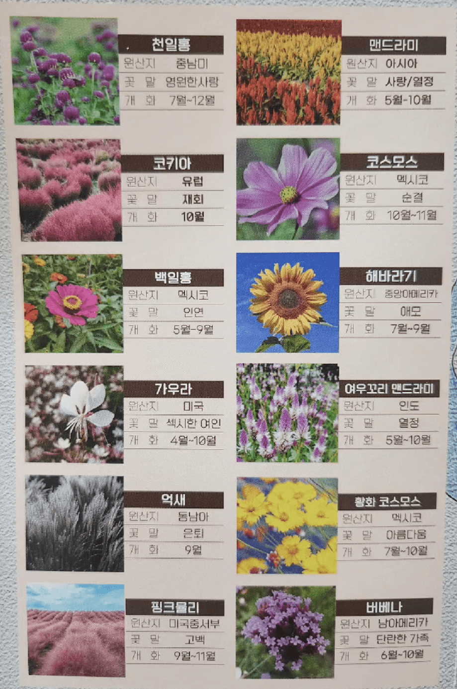 고석정 꽃밭 축제