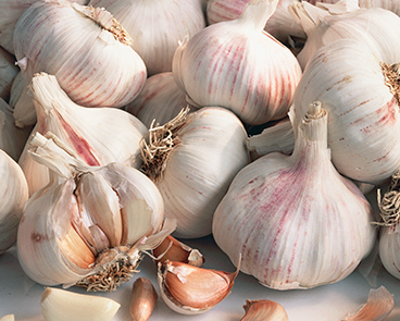 마늘 효능