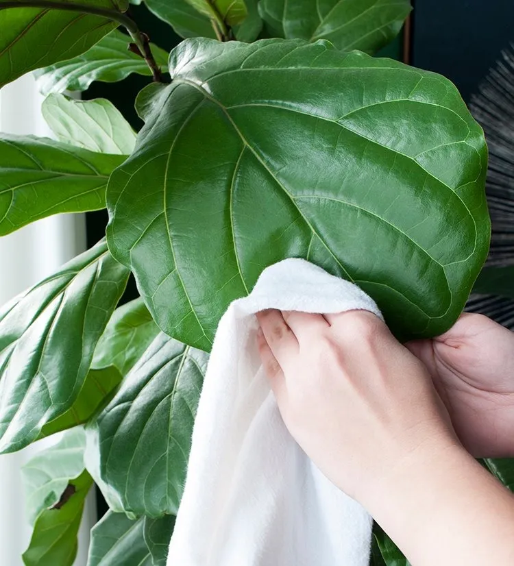 잎닦기 관리 미세먼지제거 광합성도움 우유물사용 주의점_1