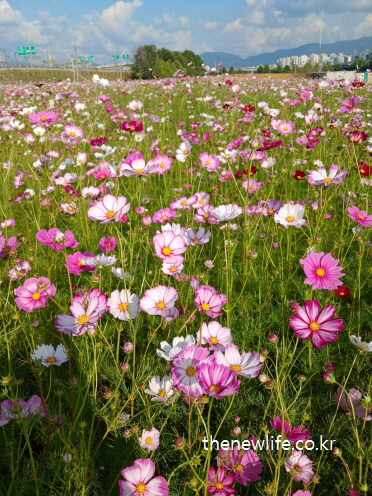 구리 한강시민공원 코스모스 꽃길을 따라 이어지는 화려한 분홍빛 코스모스 클로즈업 장면