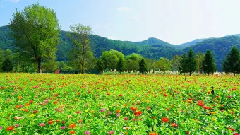 자라섬 꽃 페스타 2025 행사일정 관람 포인트 완전 정리_20