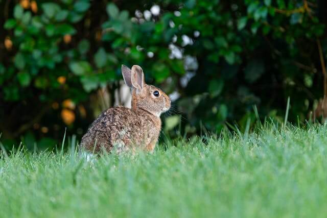 토끼 꿈 꾸면 무슨 의미일까? 토끼 꿈 해몽, 상황별 해석