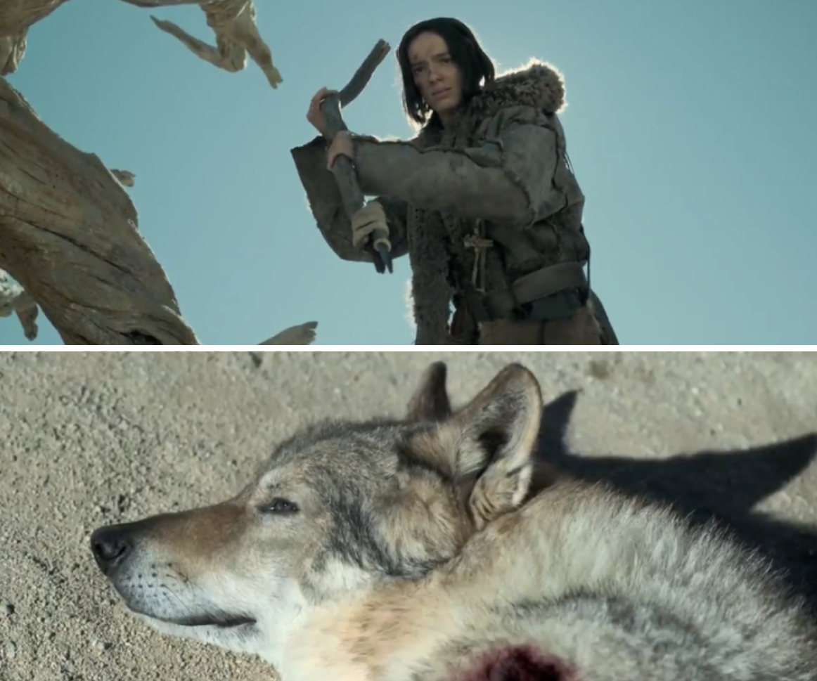 영화 알파 이미지