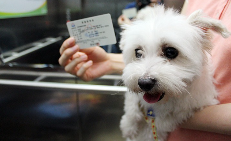 사람 손에 안긴 강아지