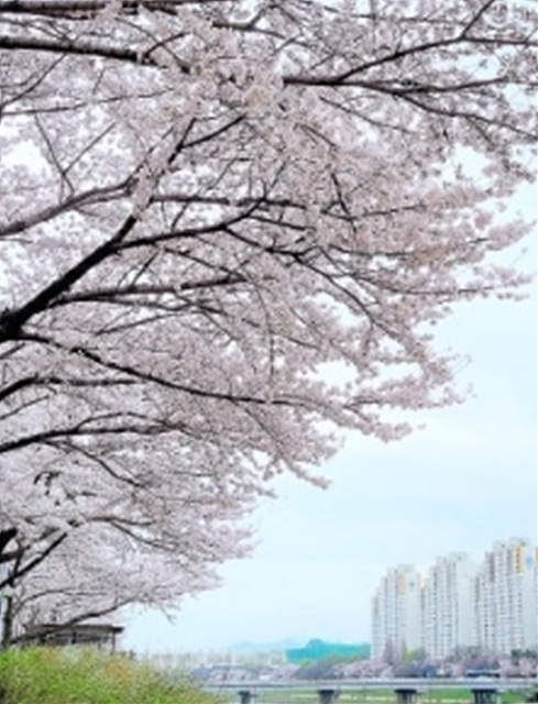 서울 벚꽃 명소 추천 베스트10 여의도 윤중로 석촌호수 서울숲 경희대학교 캠퍼스 남산공원 &amp; 남산도서관 앞 창경궁 양재천 북서울 꿈의숲 안양천 벚꽃길 한성대입구 낙산공원