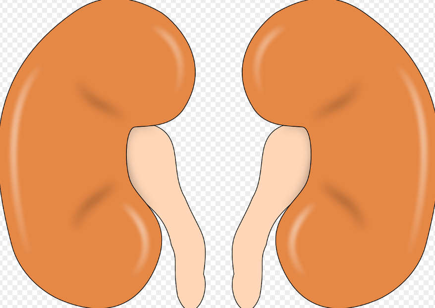 신장 관련 그림