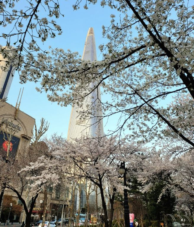 석촌호수 벚꽃 축제