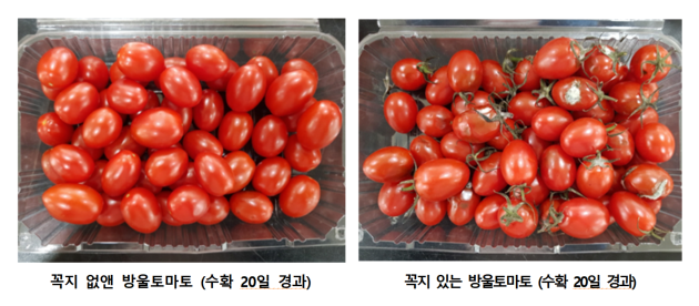 꼭지 제거 여부에 따란 20일 이후 토마토 비교 사진