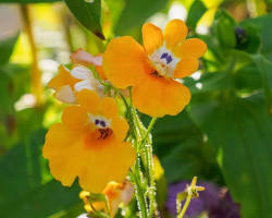  네메시아 이미지 사진