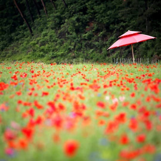 2025 원주 용수골 꽃양귀비축제 ❘기간, 일정, 체험 및 프로그램 정리