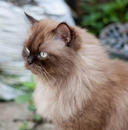 먼치킨 유전병 특징 성격 짧은 다리 이유 입양 전 필독