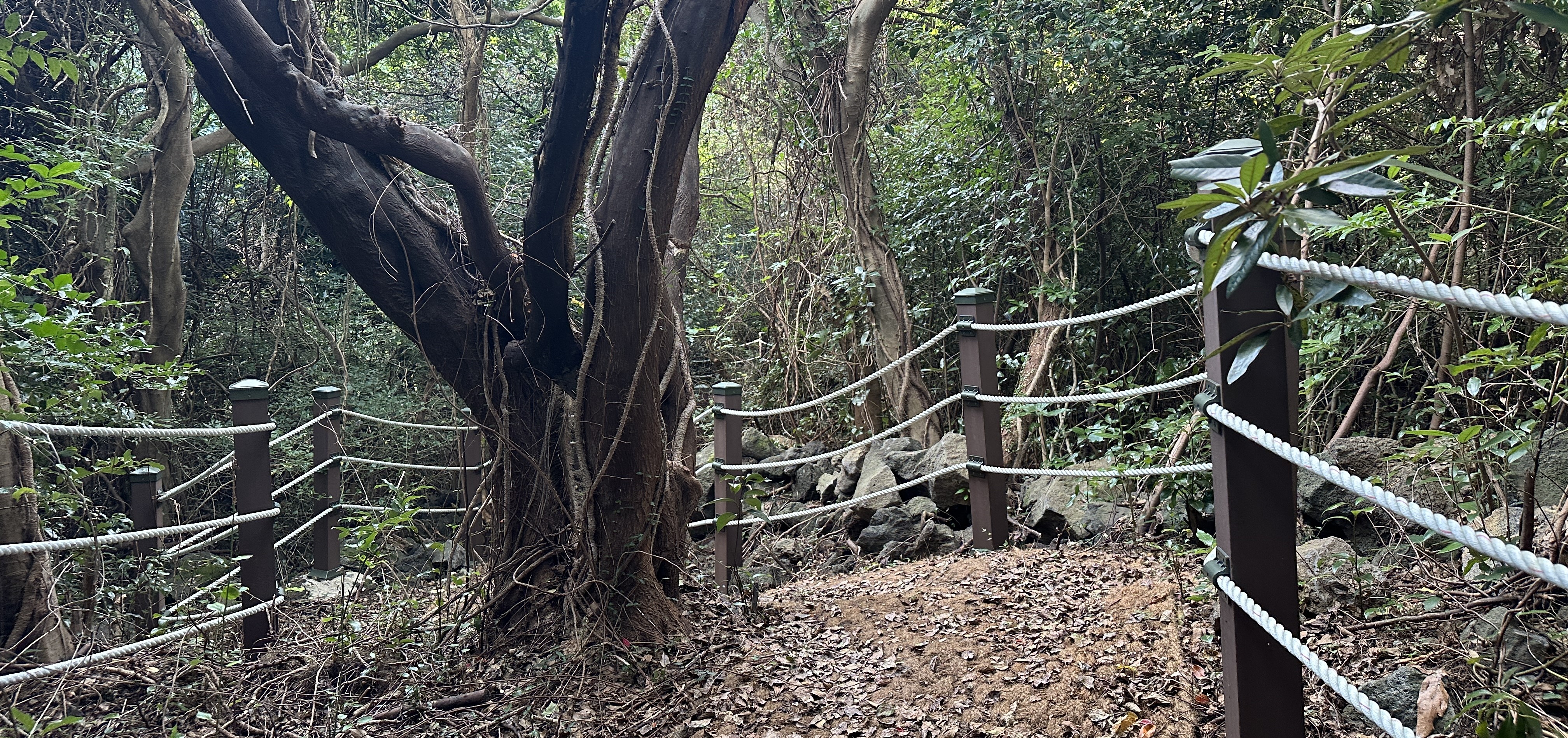 송당곶자왈 산책로