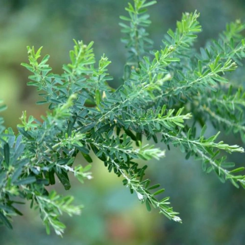 재배중인 야관문