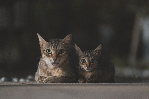 고양이의 나이별 케어 방법