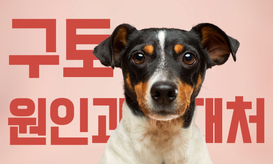 강아지 구토