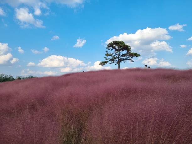 가을에 가기 좋은 핑크뮬리 꽃밭