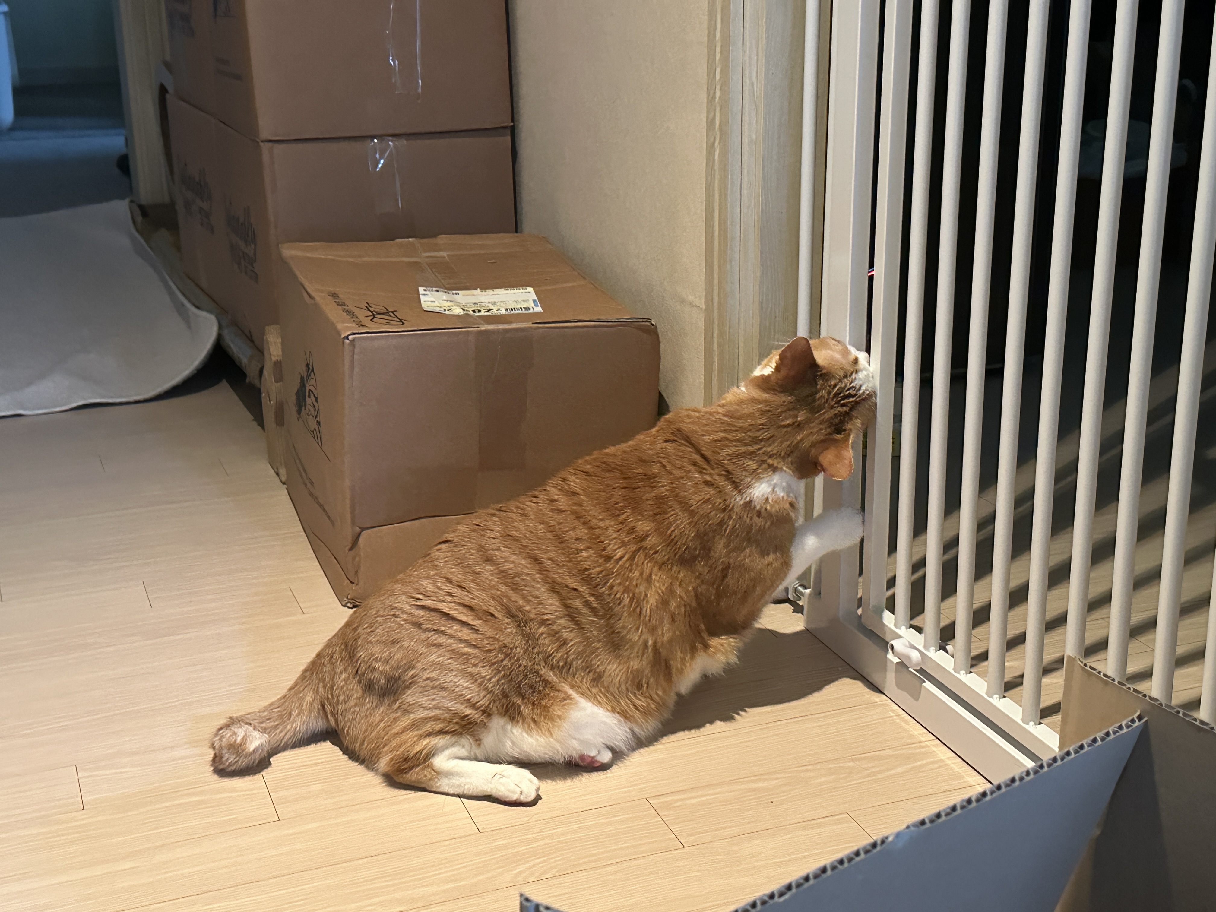 안전문을_깨물어보는_호야