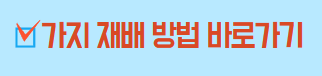가지 재배