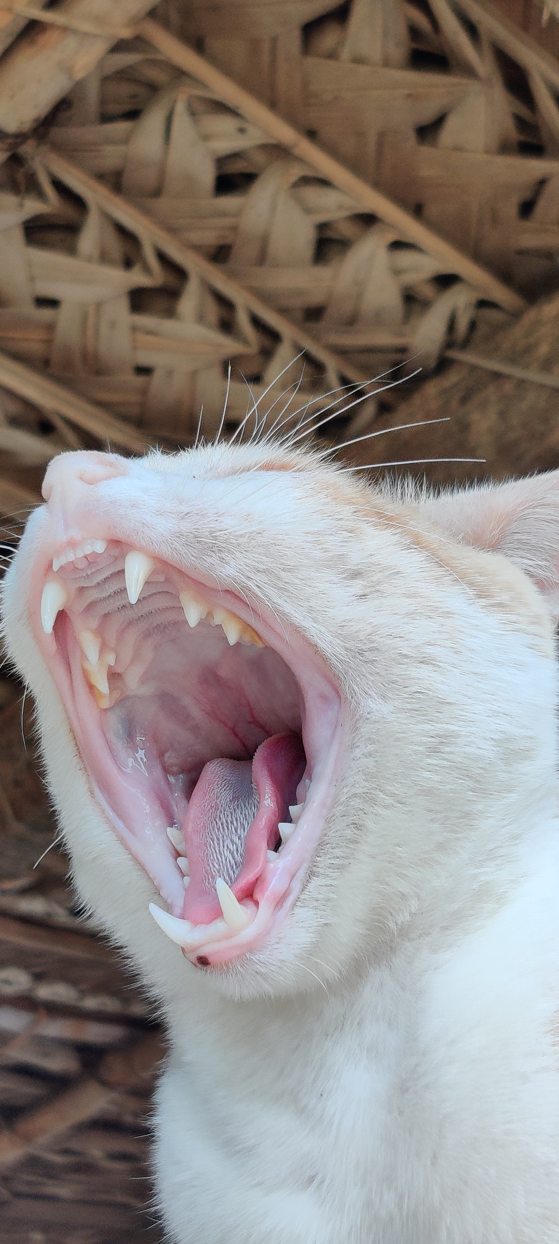 고양이 양치질
