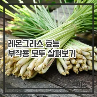 레몬그라스 재배 온도 유지 삽목 번식 잎 수확_13