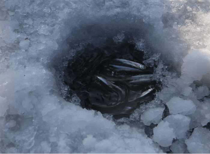 2025년 겨울, 양평빙어축제