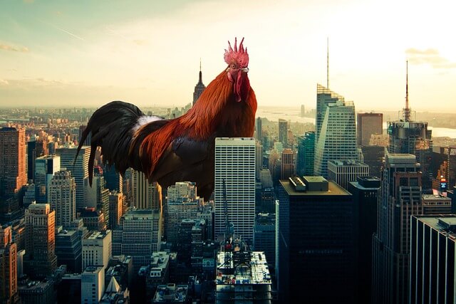 닭띠 남자와 잘맞는 띠,닭띠남자의 띠궁합(10)